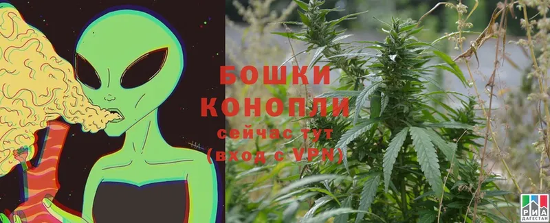 магазин    Дальнегорск  Каннабис White Widow 